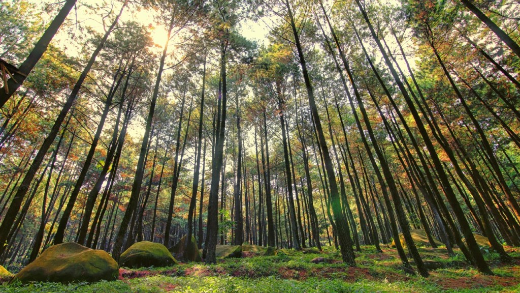 Jangan Terlewat! Ini 3 Wisata Alam Di Kota Bogor Yang Wajib Dikunjung Bersama Keluarga