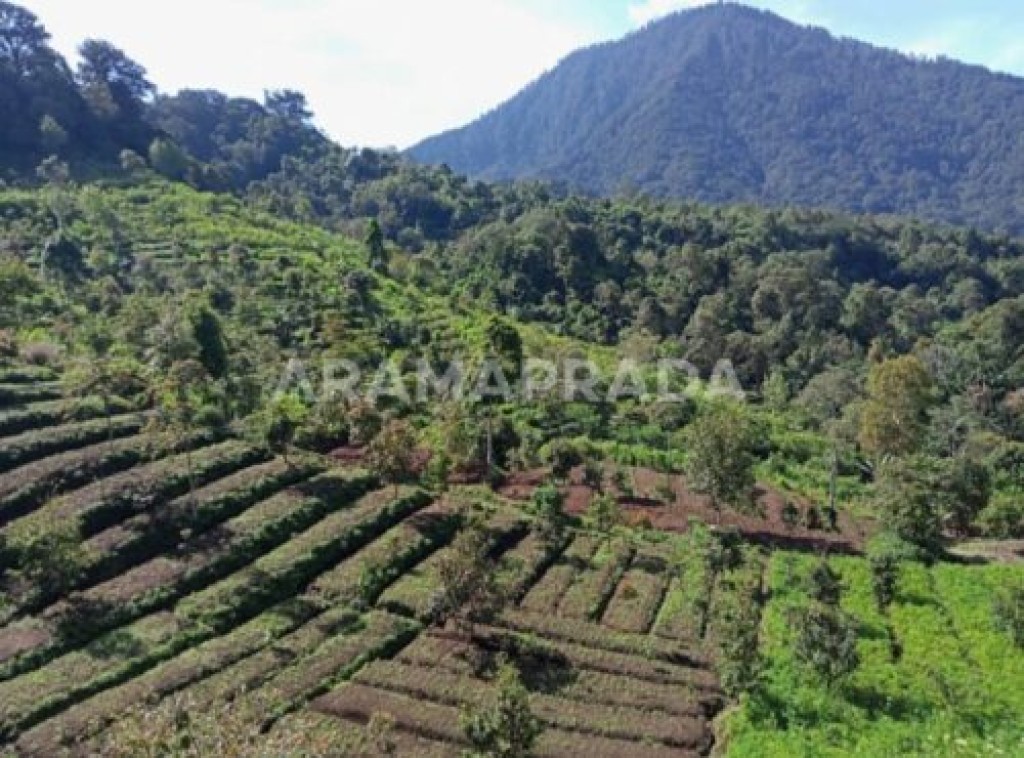 Dijual Tanah Kebun Banjar Buleleng Bali 7,5 Ha 