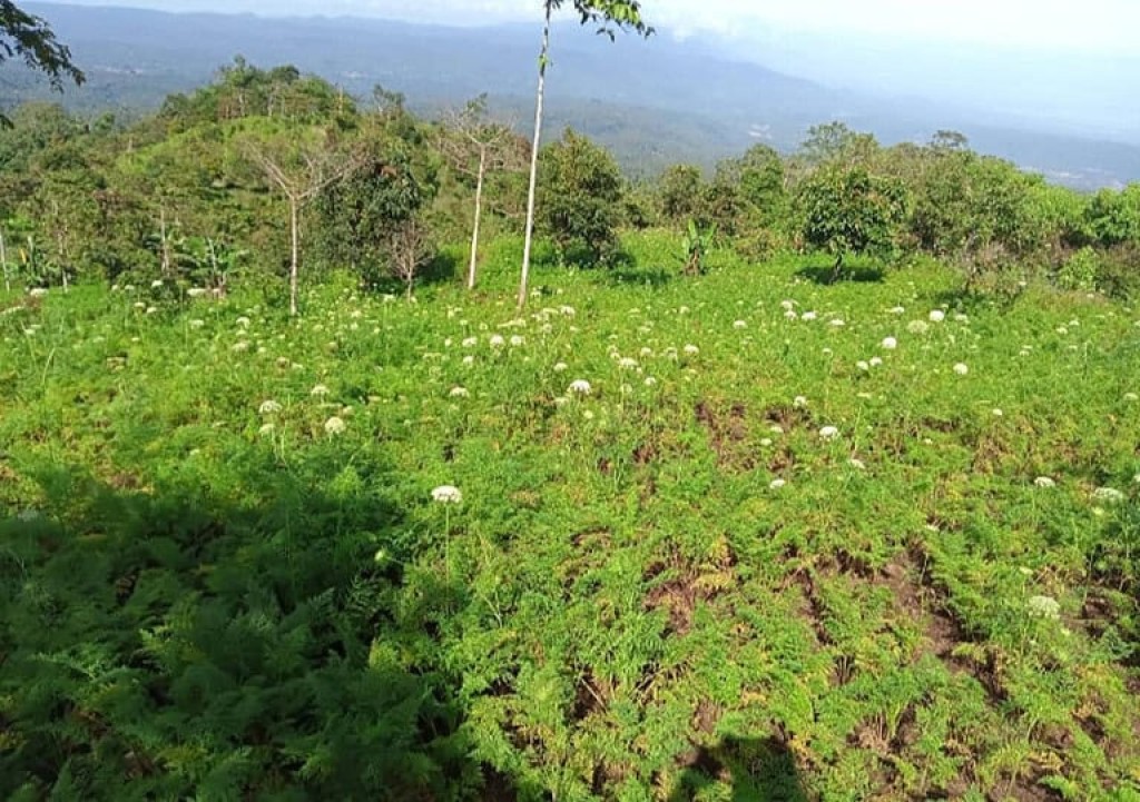 Dijual Tanah Kebun Banjar Buleleng Bali 7,5 Ha 