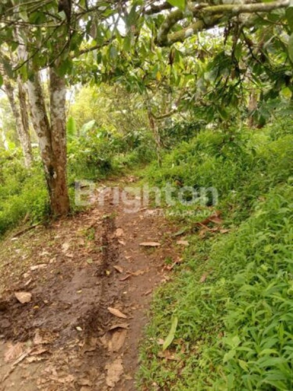 Jual Tanah Kebun Cengkeh Kopi Pupuan Perbatasan 