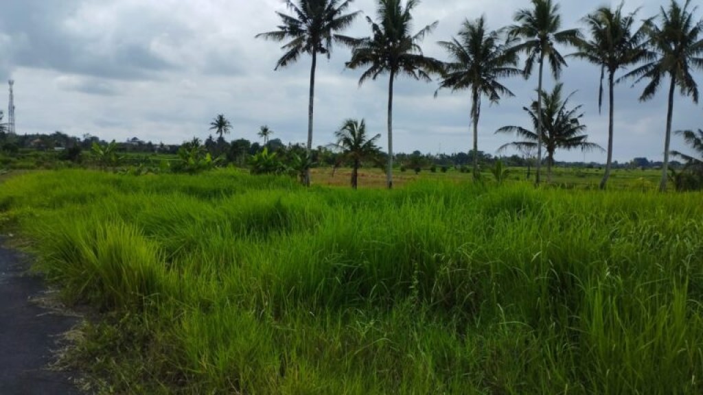 Jual Tanah Sawah 19 Are Angantaka Abiansemal 