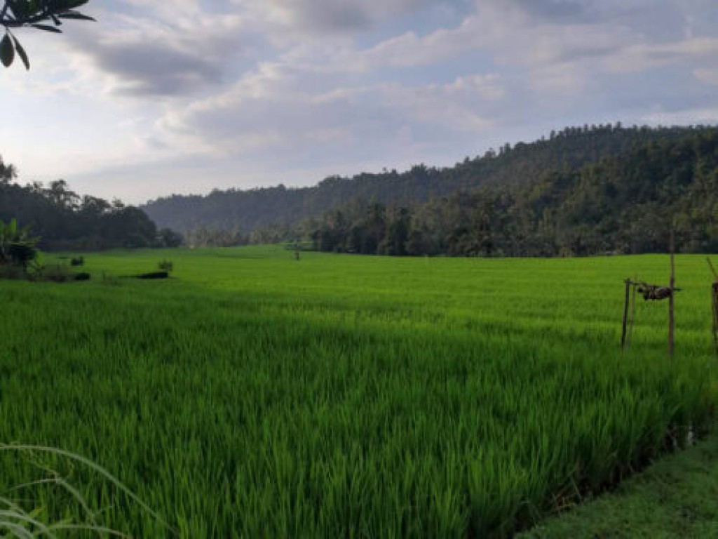 Peluang Investasi Tanah 120 Are Pinggir Jalan 