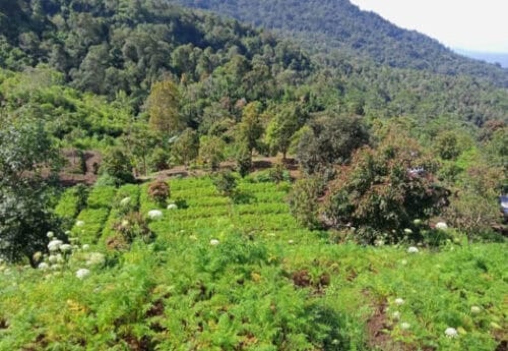 Peluang Investasi Tanah Kebun Banjar Buleleng 