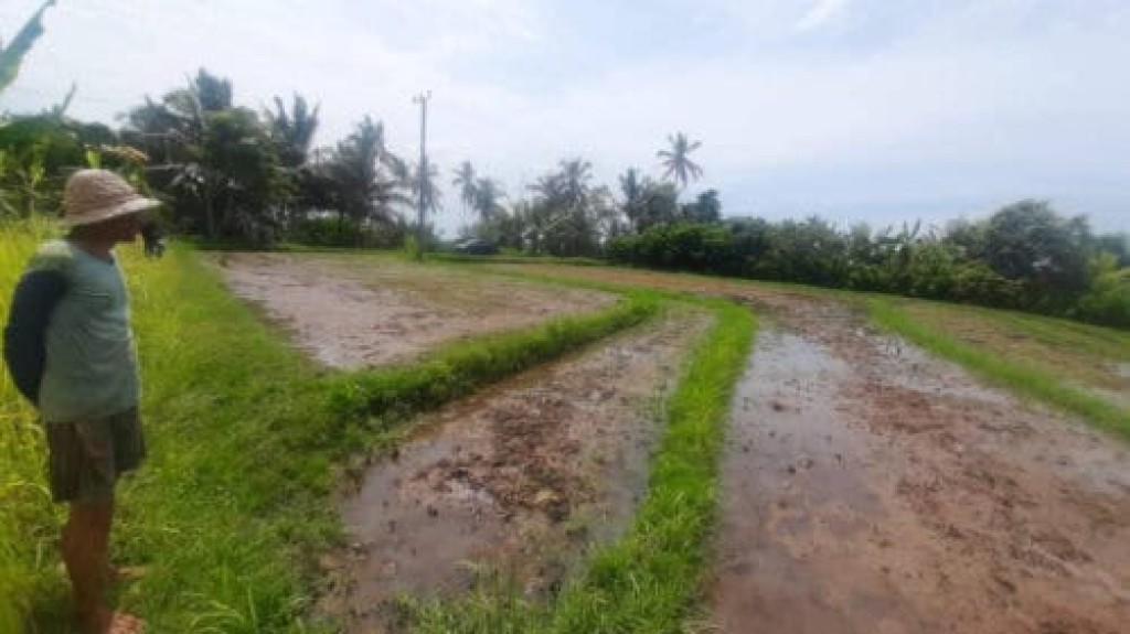 Tanah Lahan Pemukiman 1,06 Hektar View Sawah 