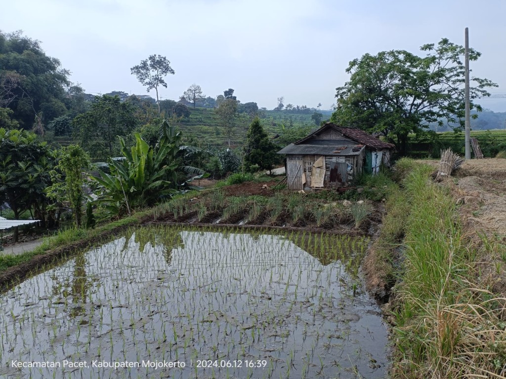 Tanah sawah luas dan subur 200 jutaan di mojokerto 