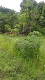 Dijual Tanah 1800m2 Desa Sangsit Sawan Buleleng