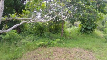 Dijual Tanah 2900m2 Desa Sangsit Sawan Buleleng