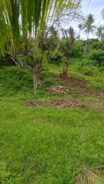 Dijual Tanah 4650m2 Desa Sangsit Sawan Buleleng