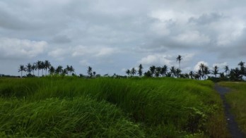 Dijual Tanah Sawah 19 Are Angantaka Abiansemal Badung