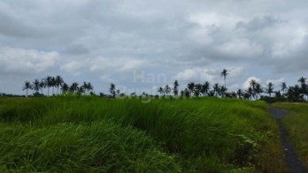 Dijual Tanah Sawah 1900m2 Angantaka Abiansemal Badung