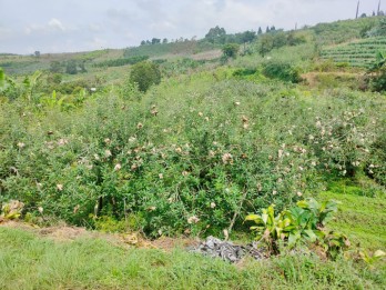 Jual BU Tanah 1.500 m2 + Kebun Apel Produktif di Kota Batu Jawa Timur