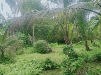 Jual Tanah Murah 33 Are Pupuan Sawah Dekat Wisata Air Terjun Selemadeg Taba