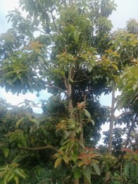 Kebun jeruk apukat durian di Jabung malang(Madewo apples)