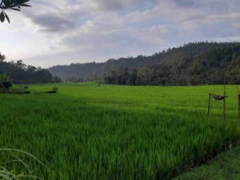 Peluang Investasi Tanah 120 Are Pinggir Jalan Provinsi Busungbiu Buleleng