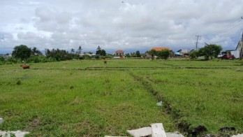 Sewa Tanah Kavling Pemandangan Sawah 6 Are Pererenan Canggu Bali