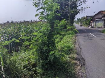 TANAH DI KLATEN DEKAT DENGAN JALAN RAYA JOGJA-SOLO