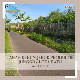 TANAH SUBUR KEBUN JERUK HATGA ISTIMEWA DI BUMIAJI KOTA BATU.