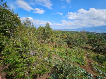 Tanah Luas Subur Ada Pohon Buah Dan Bonus Bangunan Di Kota Batu