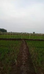 Tanah Murah Strategis di Menganti Kabupaten Gresik GMK02829