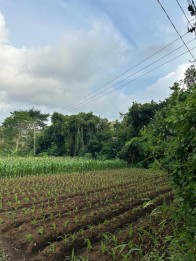 Tanah dekat hotel wisata kota batu(Madewo apples)