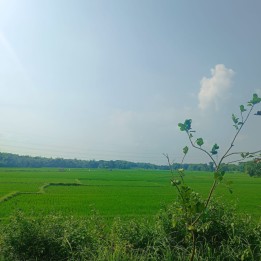 Tanah di sragen Jawa tengah(Madewo apples)