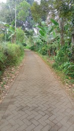 Tanah tanaman durian.kopi.nangka di Pasuruan(Madewo apples)